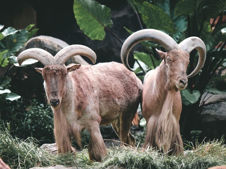 Photo Zodiac compatibility