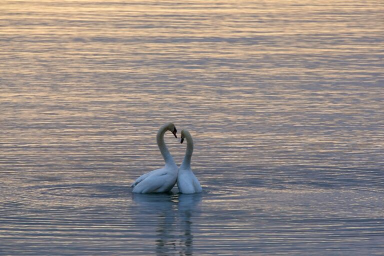 Photo love